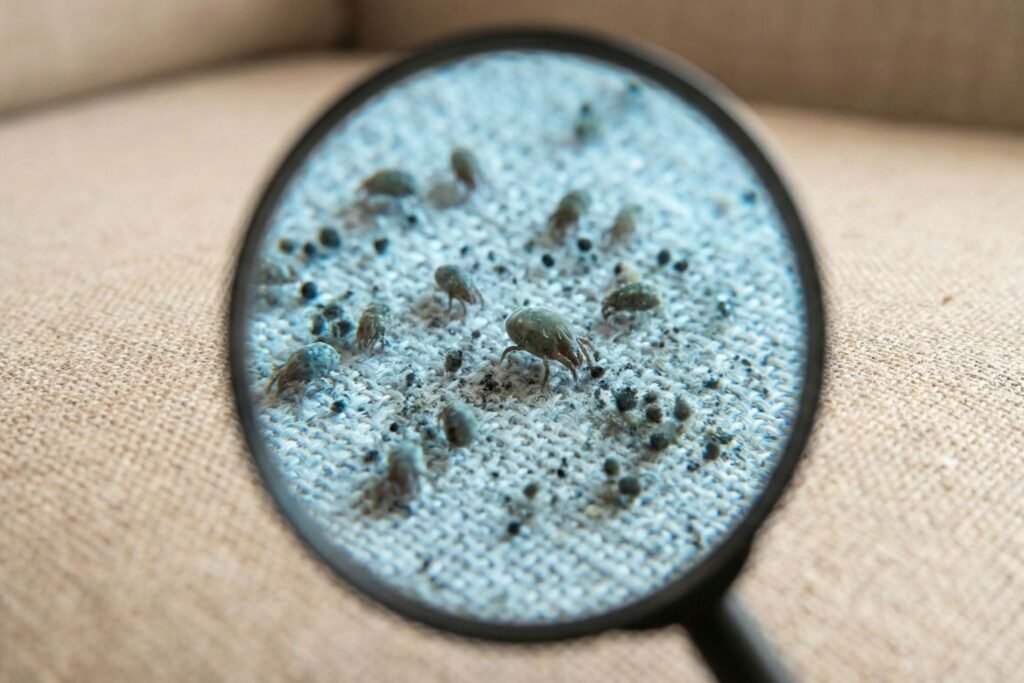 O Inimigo Invisível na Sua Sala: Por Que a Limpeza de Sofá em BC é Questão de Saúde? 4 Mão segurando uma lupa que revela ácaros e sujeira microscópica nas fibras do tecido, ilustrando a necessidade de limpeza de sofá profissional para remover alérgenos invisíveis.